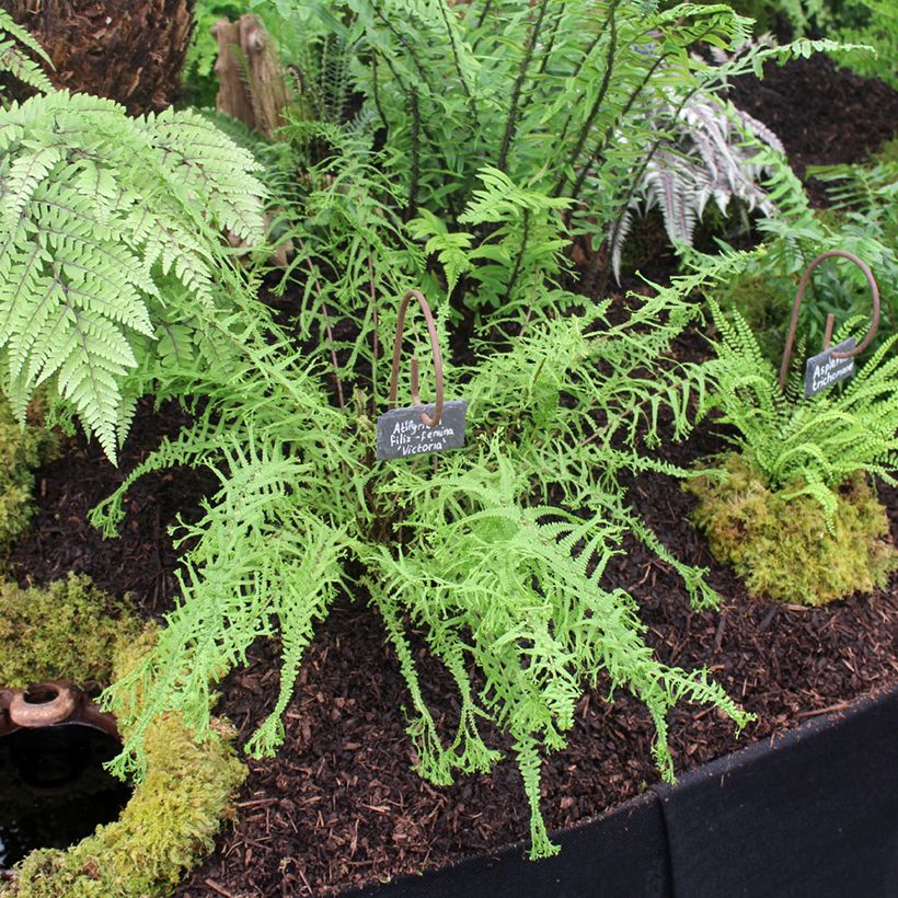 Athyrium filix-femina Victoriae - Fougère femelle Victoriae (Port)