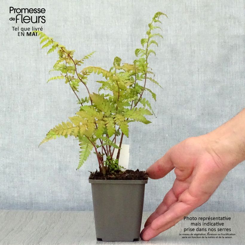 Spécimen de Athyrium vidalii - Fougère de Vidal Godet de 9cm tel que livré au printemps