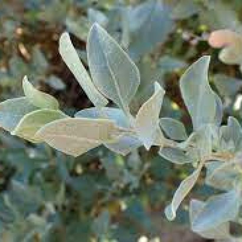 Atriplex halimus - Arroche marine, pourpier de mer (Feuillage)