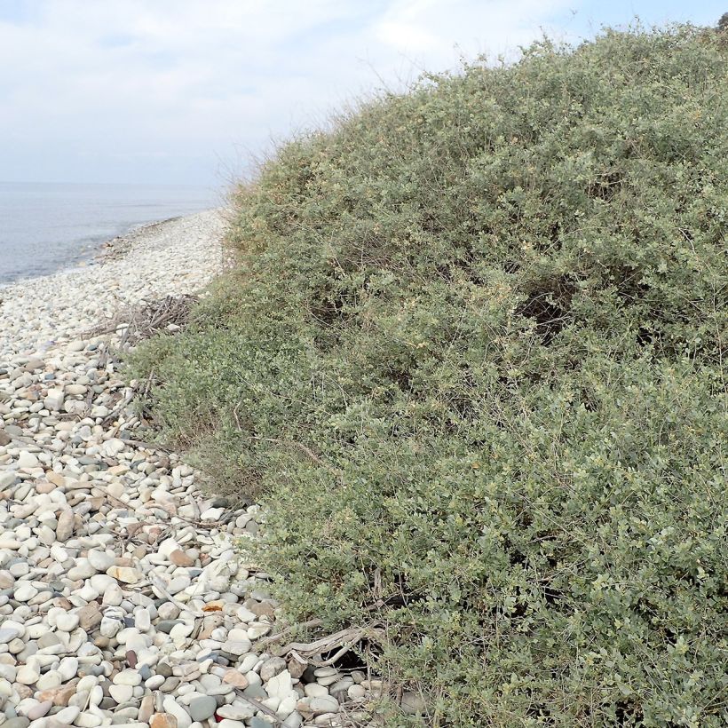 Atriplex halimus - Arroche marine, pourpier de mer (Port)