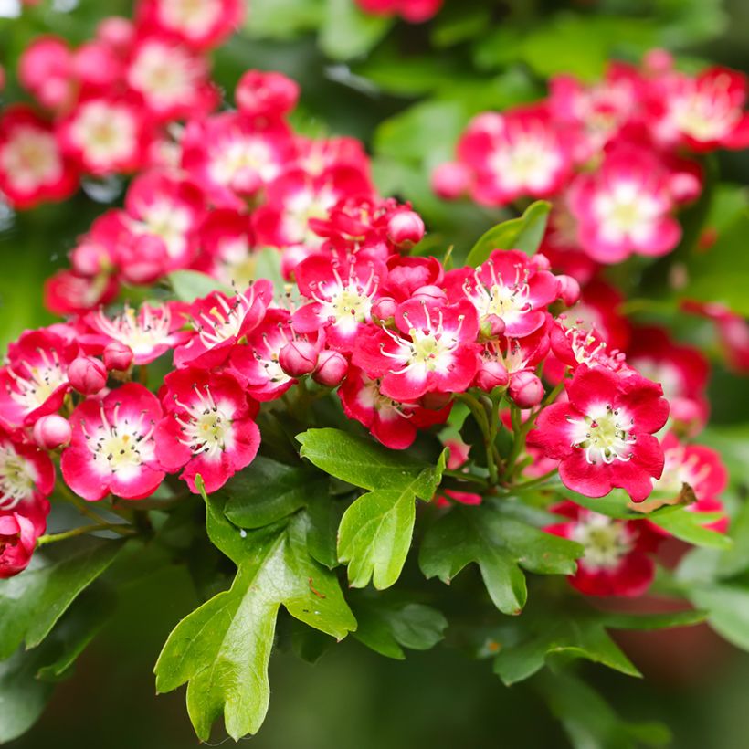 Aubépine - Crataegus laevigata Crimson Cloud (Floraison)