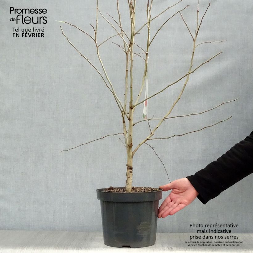 Spécimen de Aubépine - Crataegus laevigata Paul's Scarlet 80/120cm en pot de 7,5/10L tel que livré en hiver