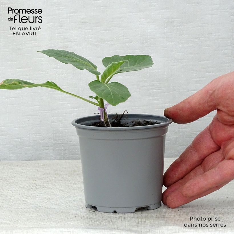 Spécimen de Aubergine Rania F1 en plants GREFFES en pot de 10,5 cm tel que livré au printemps