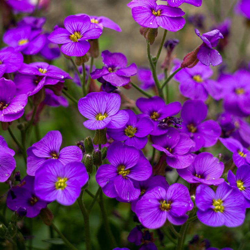 Aubrieta Royal Blue - Aubriète (Floraison)