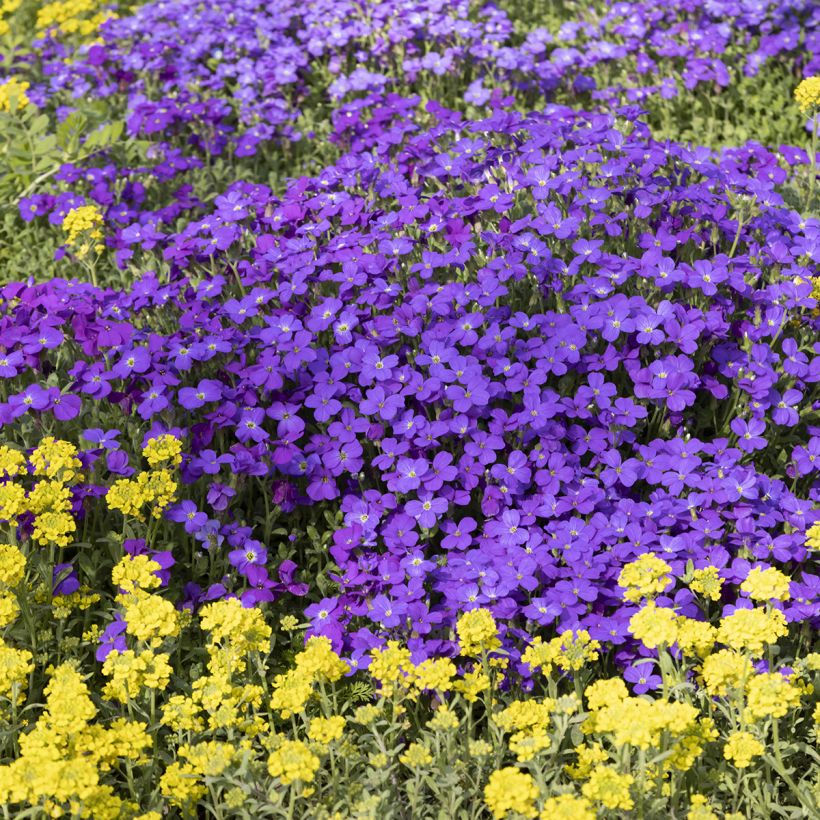 Aubrieta Royal Blue - Aubriète (Port)