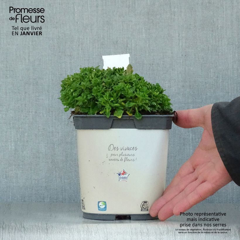 Spécimen de Aubriète Kitte White Pot de 2L/3L tel que livré en hiver