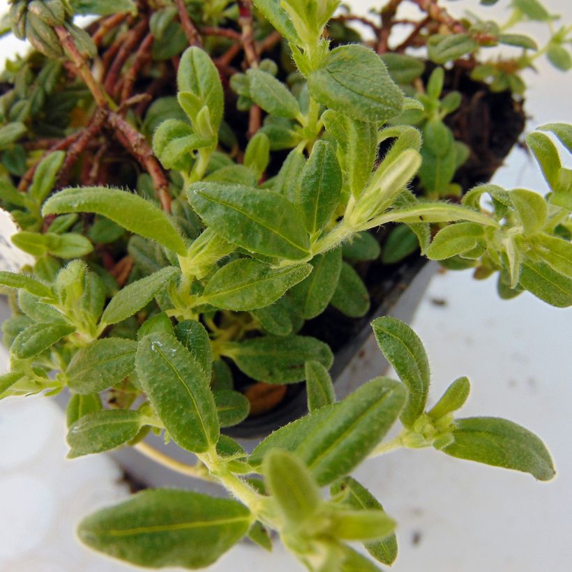 Aubriète rouge - Aubrieta Cascade Red (Feuillage)