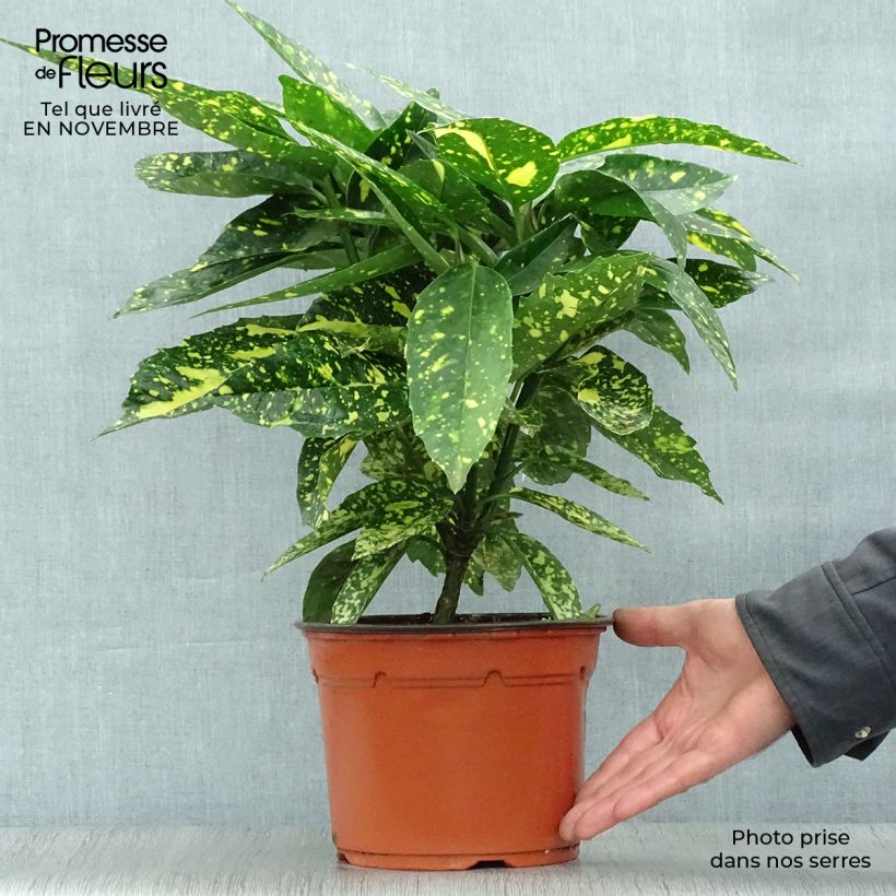 Spécimen de Aucuba japonica Crotonifolia 20/25cm en pot de 2L tel que livré en automne