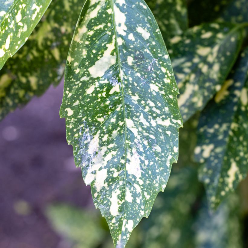 Aucuba japonica Crotonifolia (Feuillage)