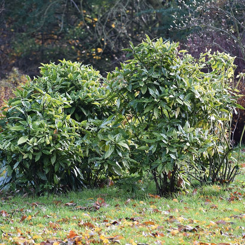 Aucuba japonica - Laurier du Japon (Port)