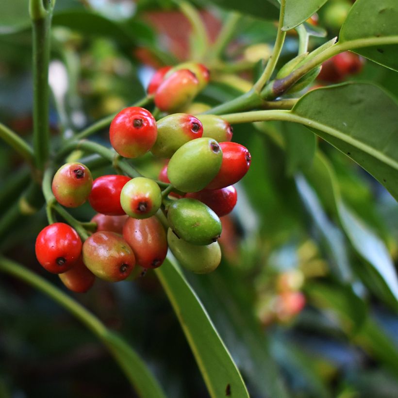 Aucuba japonica Rozannie - Aucuba du Japon  (Récolte)