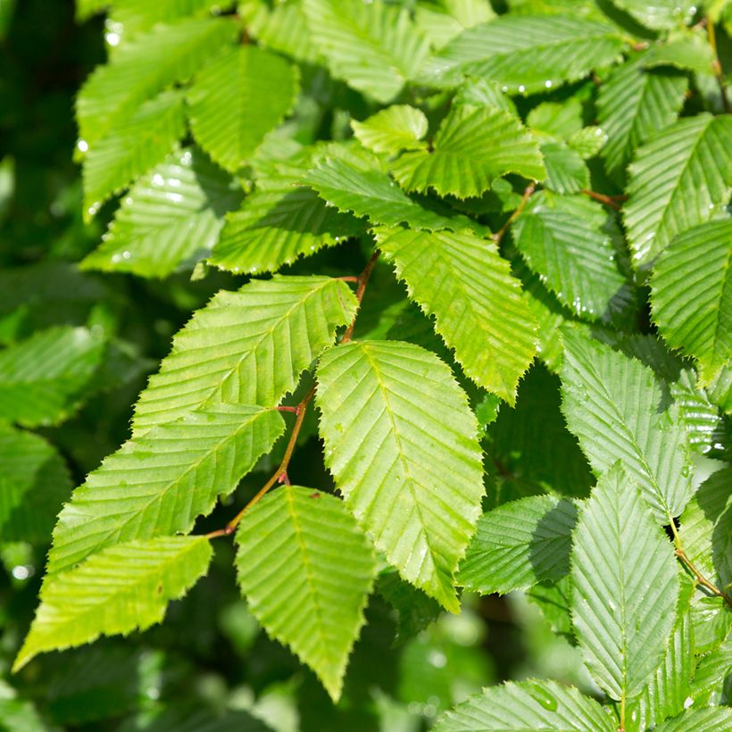 Aulne blanc - Alnus incana (Feuillage)