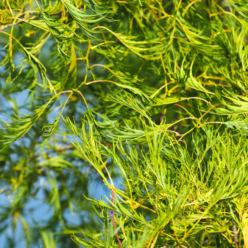 Aulne glutineux - Alnus glutinosa Imperialis (Feuillage)