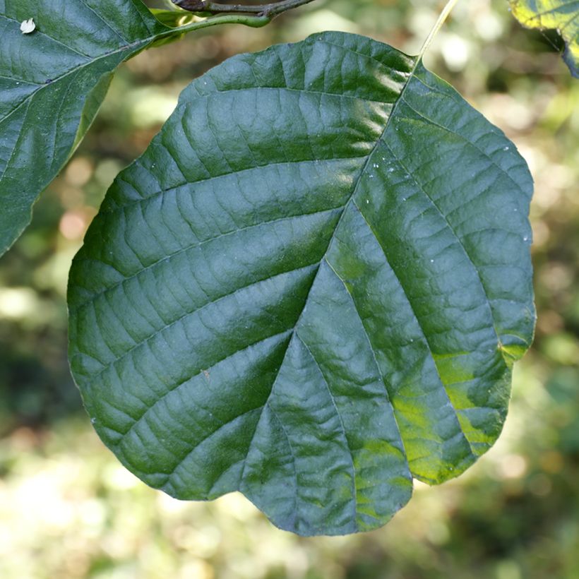 Aulne glutineux - Alnus glutinosa (Feuillage)