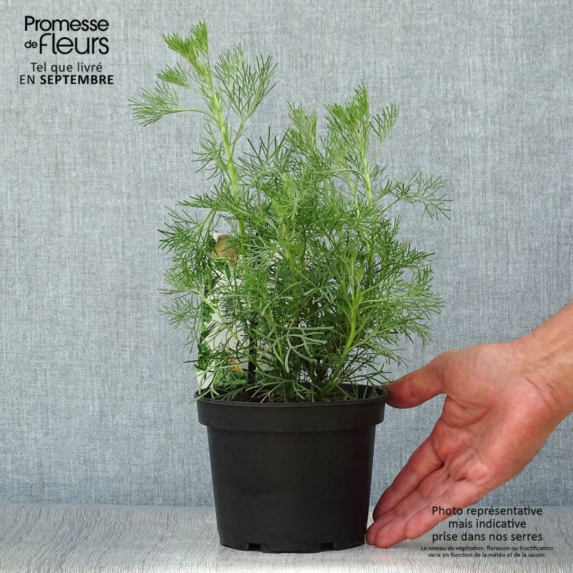 Artemisia abrotanum - Aurone - Grande vivace aromatique et médicinale