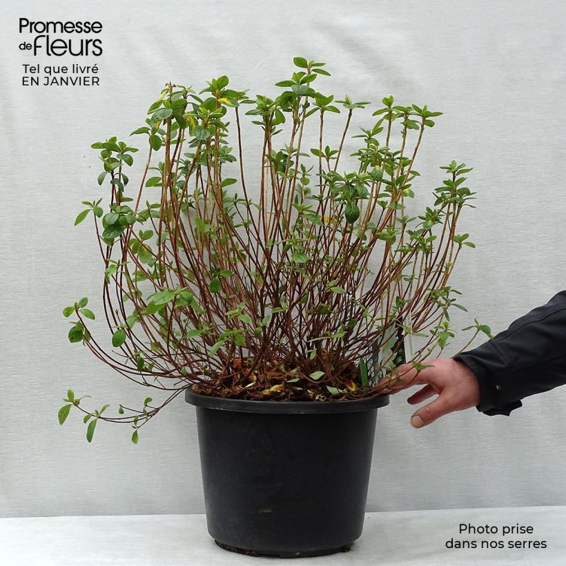 Spécimen de Azalée japonaise - Azalea japonica Palestrina en pot de 12L/15L tel que livré en hiver