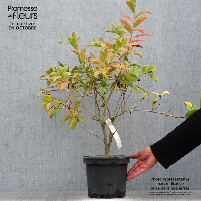 Spécimen de Azalée de Chine Anneke - Rhododendron hybride Pot de 4L/5L tel que livré en automne