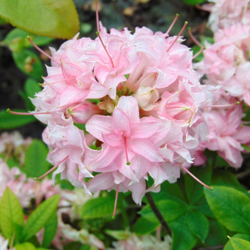 Azalée de Chine Homebush - Rhododendron hybride (Floraison)