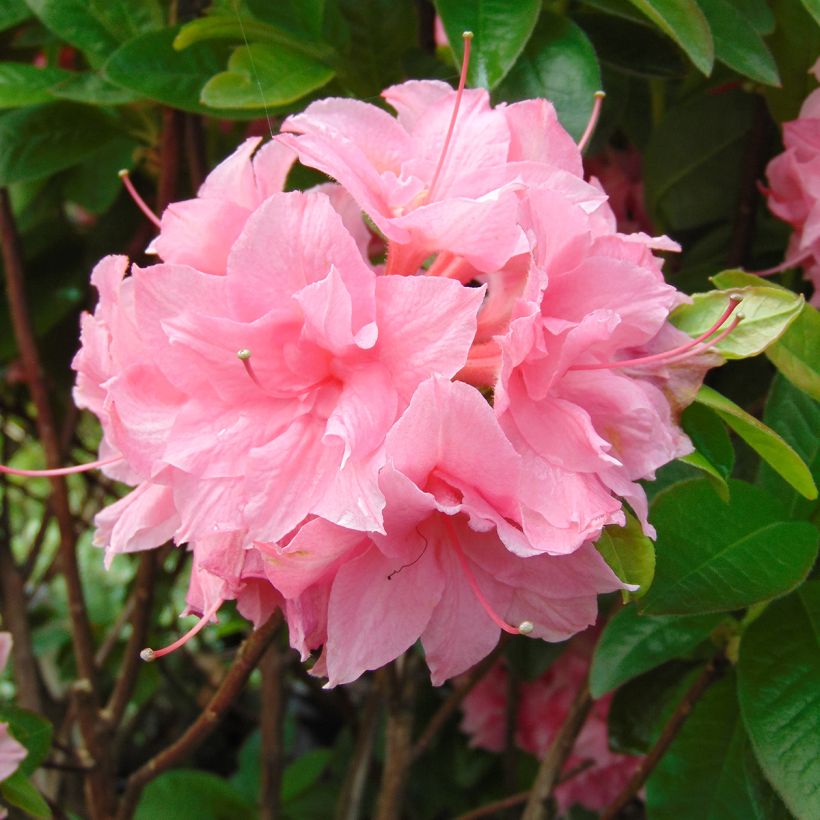 Azalée de Chine Kilian - Rhododendron hybride (Floraison)