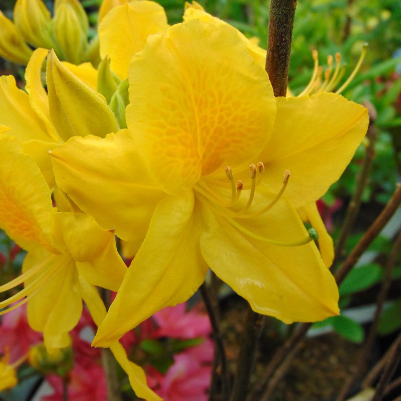 Azalée de Chine Lingot d'Or - Rhododendron hybride (Floraison)