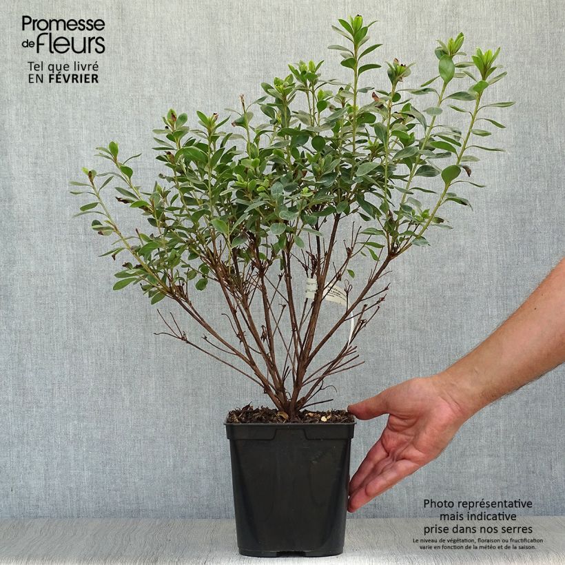 Spécimen de Azalée du Japon Al's Picotee - Rhododendron hybride Pot de 2L/3L tel que livré en automne