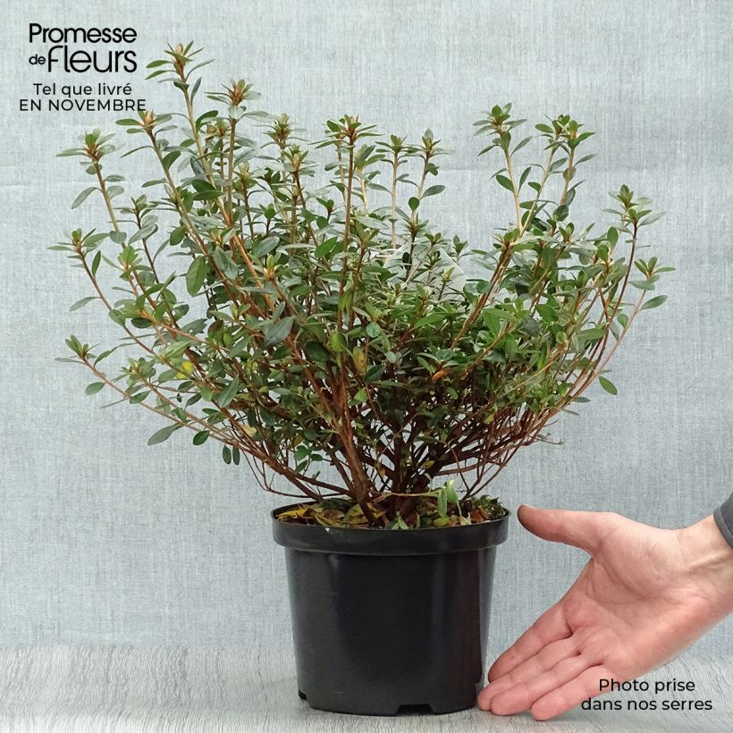 Spécimen de Azalée du Japon Amoena - Rhododendron hybride en pot de 12l/15l tel que livré en automne