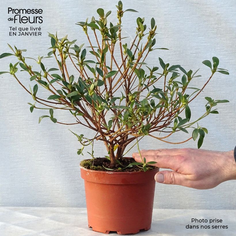 Spécimen de Azalée du Japon Blue Danube - Rhododendron hybride. Pot de 2L/3L tel que livré en hiver