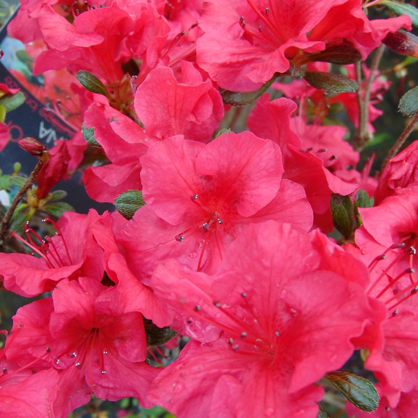 Azalée du Japon Johanna - Rhododendron hybride (Floraison)