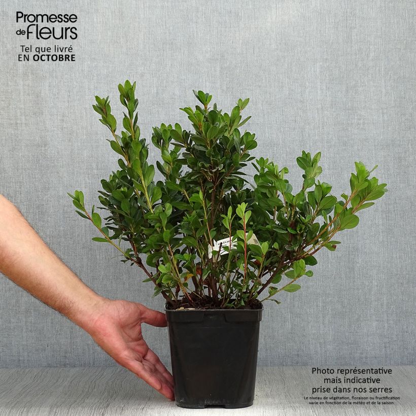 Spécimen de Azalée du Japon Johanna - Rhododendron hybride Pot de 2L/3L tel que livré en automne