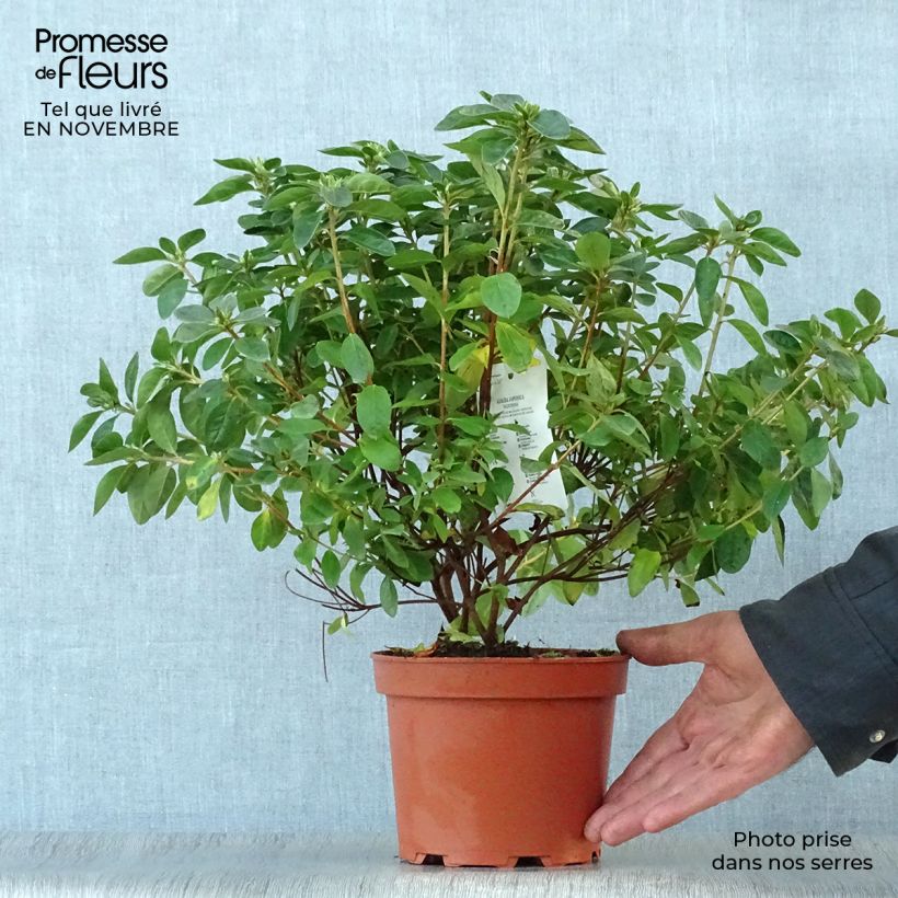 Spécimen de Azalée du Japon Palestrina - Rhododendron hybride en pot de 2/3L tel que livré en automne