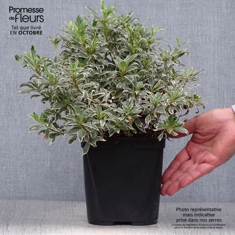 Spécimen de Azalée du Japon Silver Queen - Rhododendron hybride Pot de 2L/3L tel que livré en automne