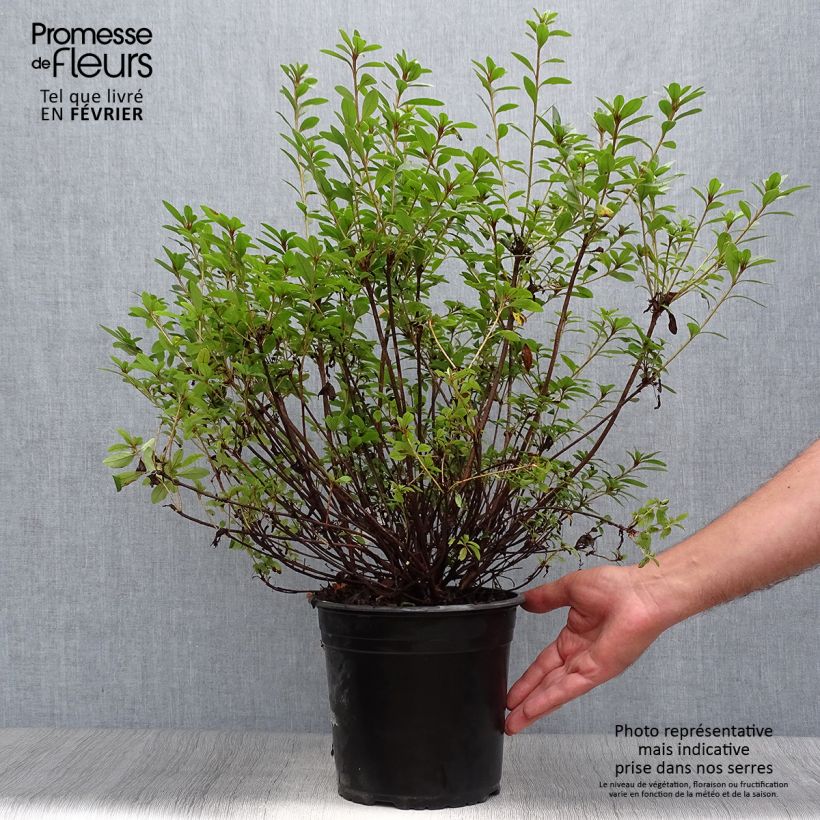 Spécimen de Azalée du Japon Sylvester - Rhododendron hybride en pot de 4l/5l tel que livré en automne