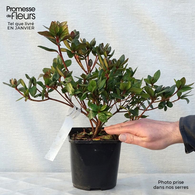 Spécimen de Azalée du Japon Vuyk's Scarlet - Rhododendron hybride. Pot de 2L/3L tel que livré en hiver