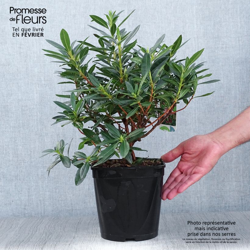 Spécimen de Azalée hybride - Azaleodendron (x) gowenianum Pot de 4L/5L tel que livré en automne