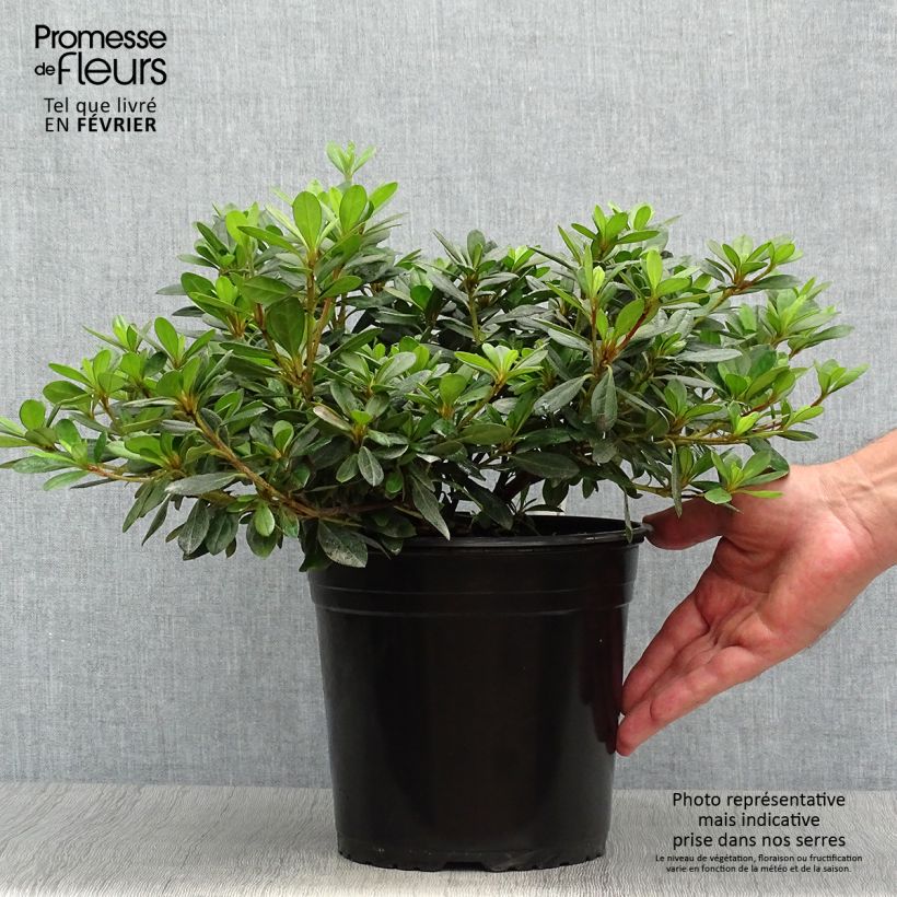 Spécimen de Azalée japonaise - Azalea japonica Arabesk en pot de 4l/5l tel que livré en automne