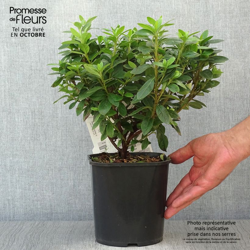 Spécimen de Azalée japonaise - Azalea japonica Ben Morrisson  Pot de 2L/3L tel que livré en automne