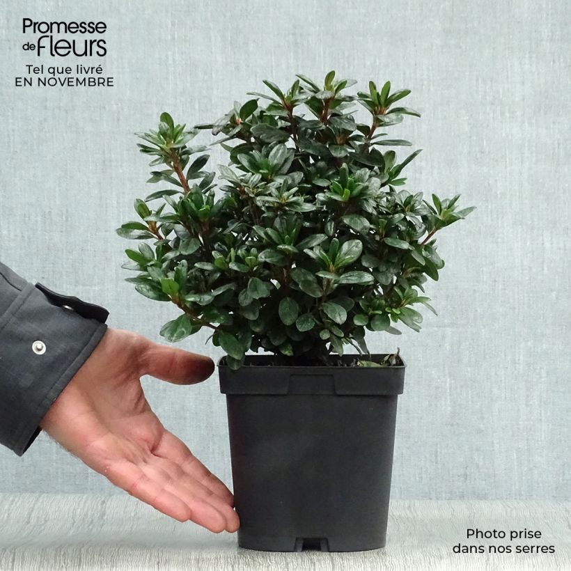 Spécimen de Azalée japonaise - Azalea japonica Manuska Pot de 2L/3L tel que livré en automne