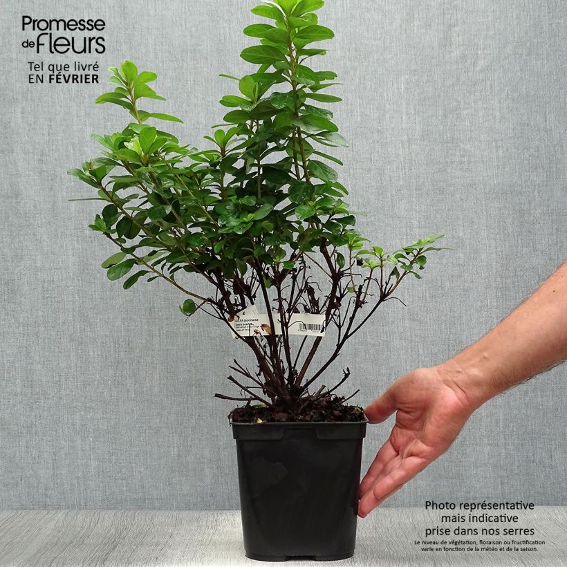 Spécimen de Azalée japonaise Girard's Scarlet - Rhododendron hybride Pot de 2L/3L tel que livré en automne