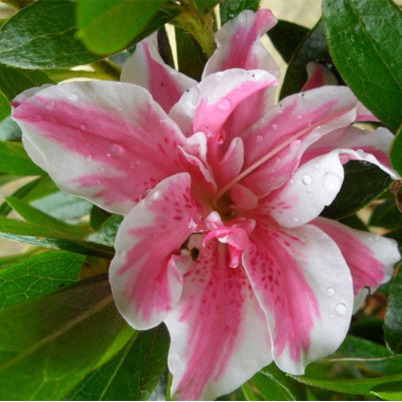 Azalée japonaise Melle - Rhododendron hybride (Floraison)