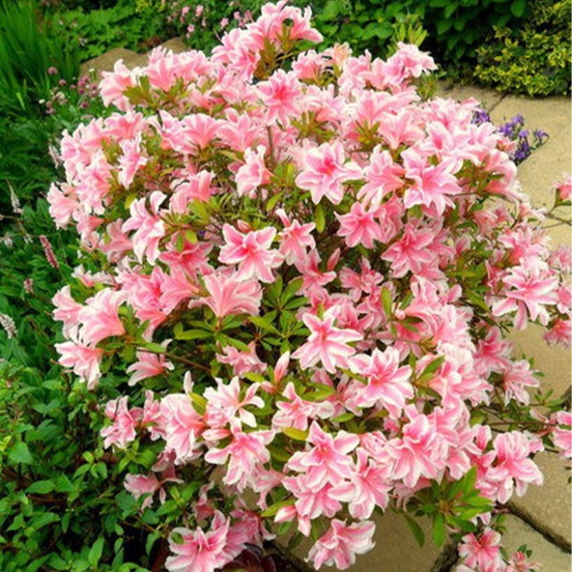 Azalée japonaise Melle - Rhododendron hybride (Port)