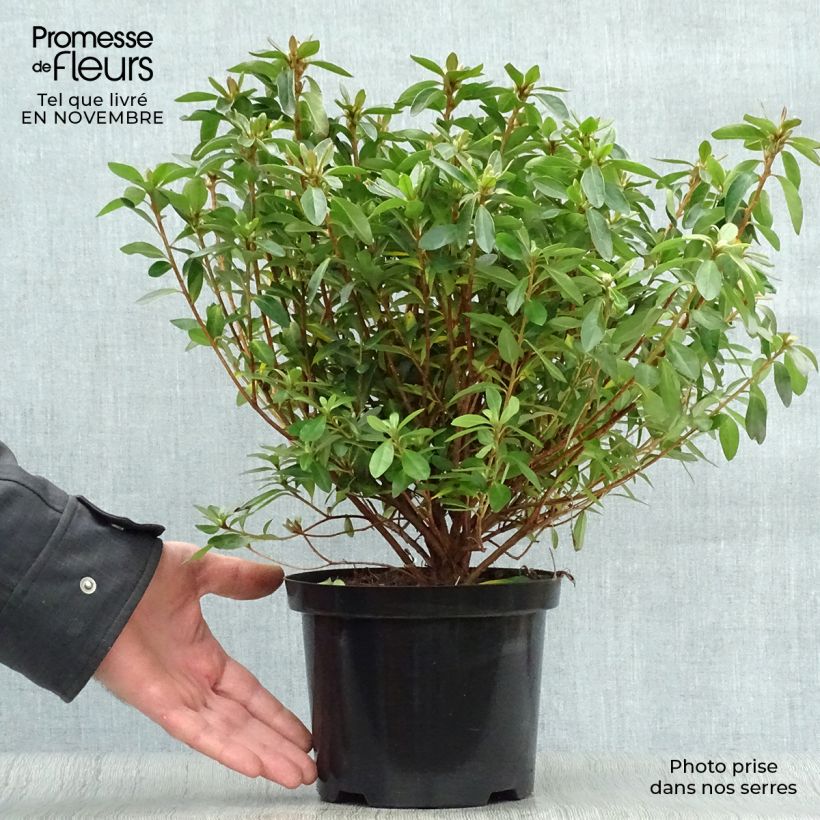 Spécimen de Azalée japonaise Mme Van Hecke en pot de 2l/3l tel que livré en automne