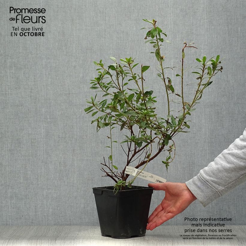 Spécimen de Azalée japonaise Tamanini - Rhododendron hybride Pot de 2L/3L tel que livré en automne