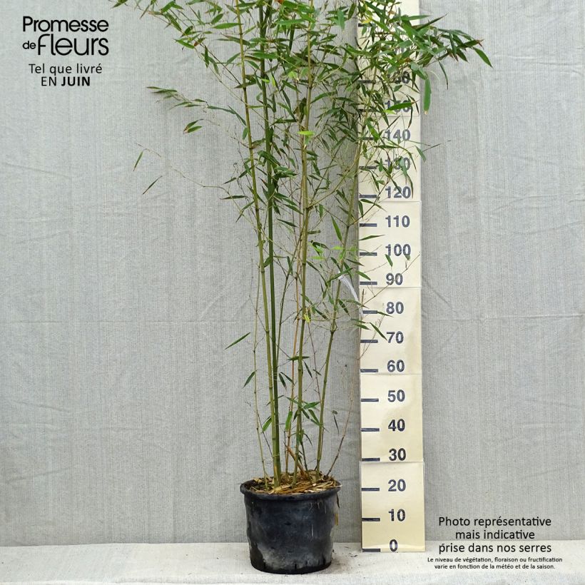 Spécimen de Bambou - Phyllostachys bissetii  tel que livré en été