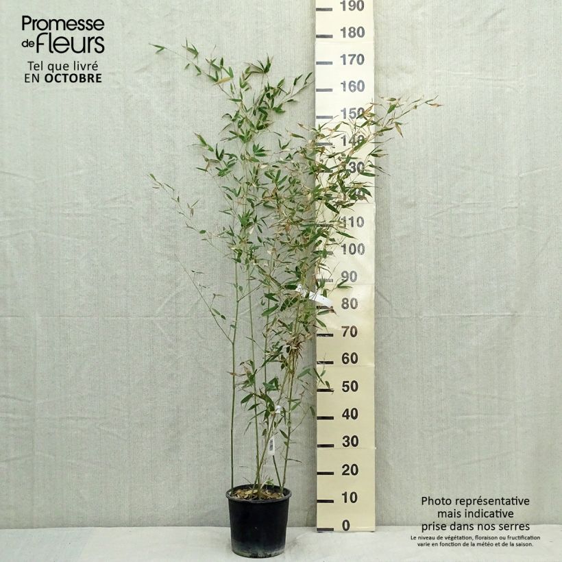 Spécimen de Bambou - Phyllostachys bissetii pot C5L 80/100 cm tel que livré en automne