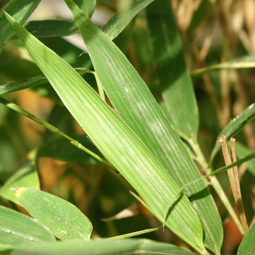 Bambou doré - Phyllostachys aurea Koï (Feuillage)