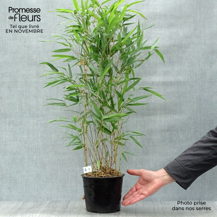 Spécimen de Bambou jaune - Phyllostachys aureosulcata Aureocaulis pot de 2L/3L 60/80cm tel que livré en automne