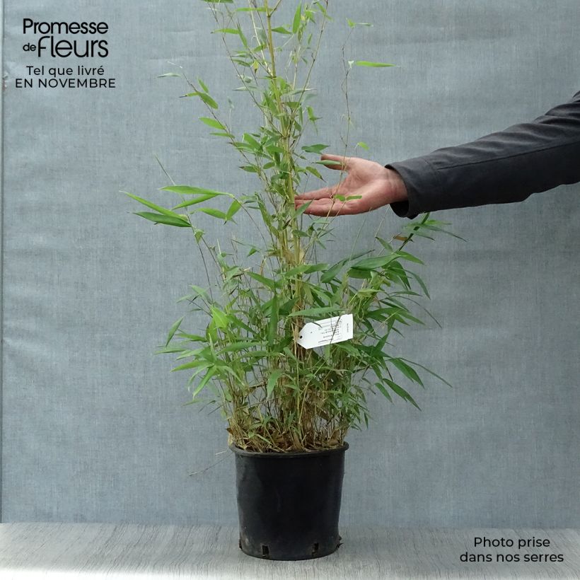 Spécimen de Bambou jaune - Phyllostachys aureosulcata Aureocaulis pot de 4/5L 150/175cm tel que livré en automne