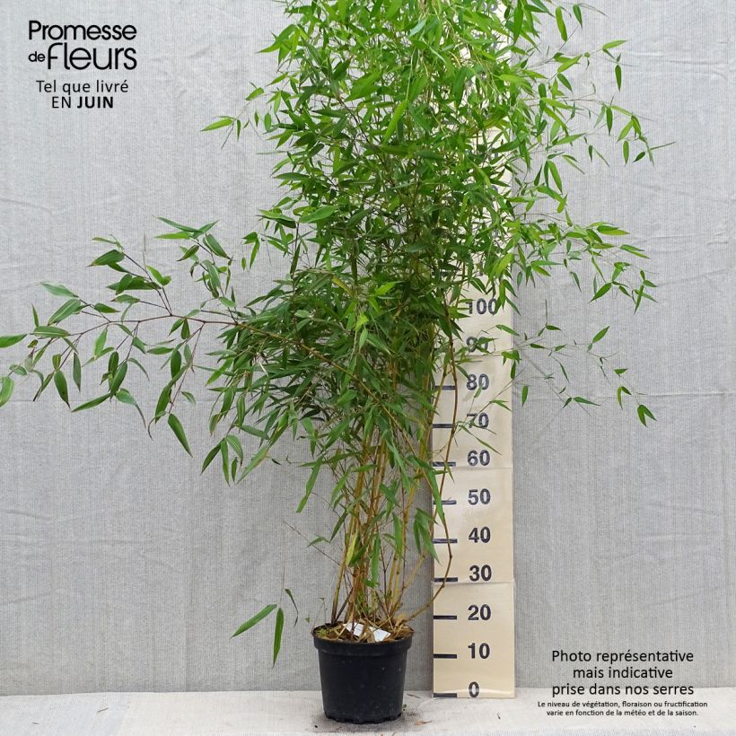 Spécimen de Bambou jaune - Phyllostachys aureosulcata Aureocaulis tel que livré en été