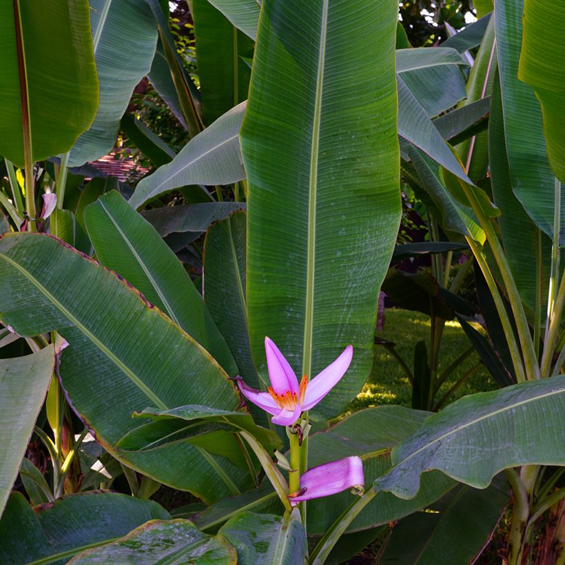 Bananier à fleurs roses - Musa velutina (Feuillage)