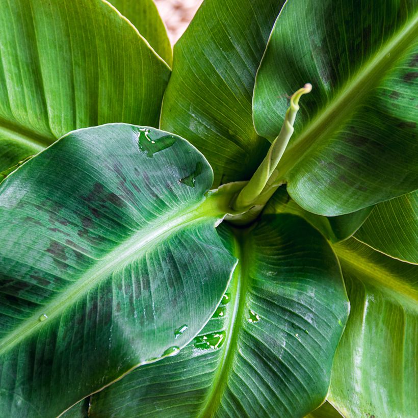 Bananier nain - Musa acuminata Dwarf Cavendish (Feuillage)